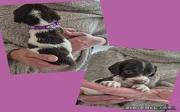 English Springer Spaniel dogs for sale: English Springer Spaniel Pups - Image 13