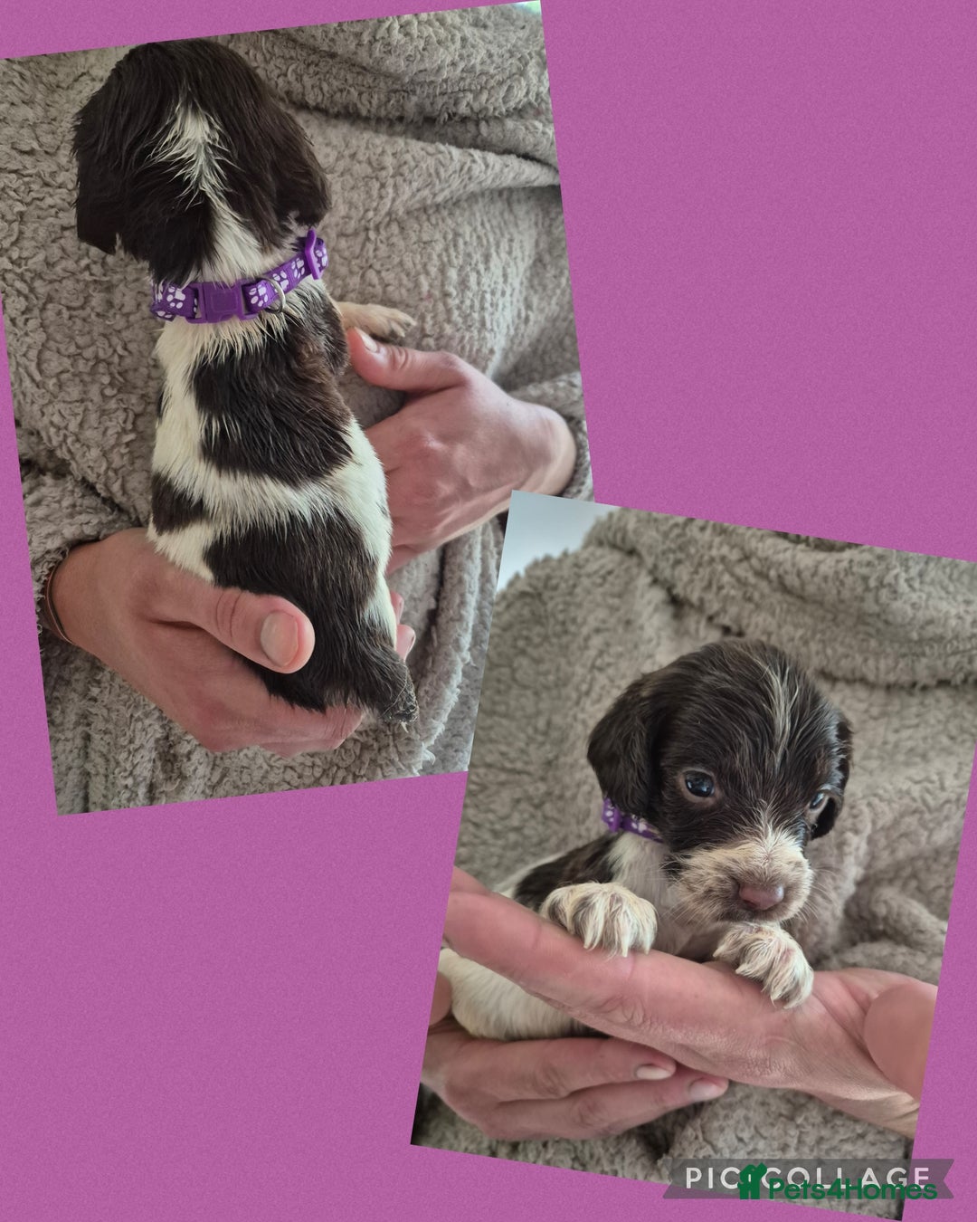 English Springer Spaniel dogs for sale: English Springer Spaniel Pups - Image 13