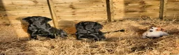 Cocker Spaniel dogs for stud: Working cocker spaniel up for stud - Advert 3