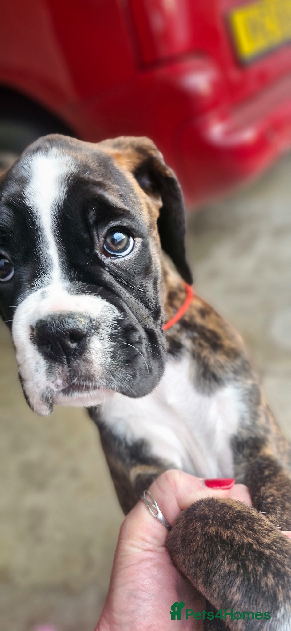 Boxer dogs Pedigree Boxer pups - Advert 1
