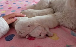 Maltese dogs for sale: Bichon Maltese - Image 10