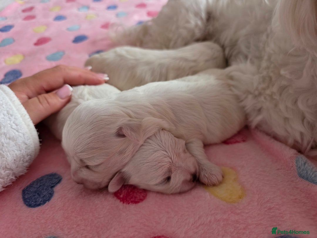Maltese dogs for sale: Bichon Maltese - Image 10
