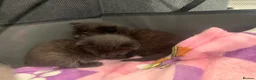Russian Blue cats for sale: Litter of 4 mixed kittens  - Advert 5