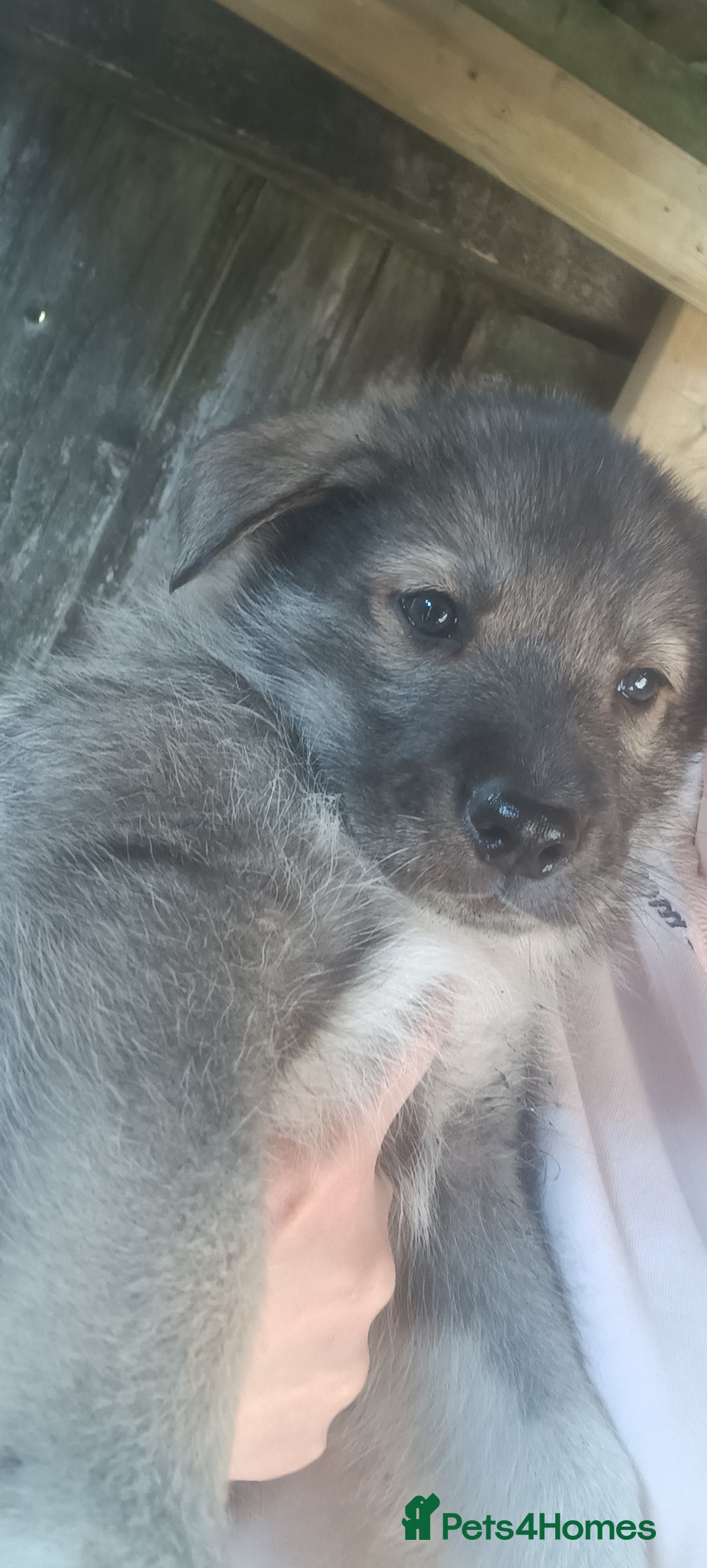 Shepsky dogs for sale: 4 gorgeous puppies - Image 4
