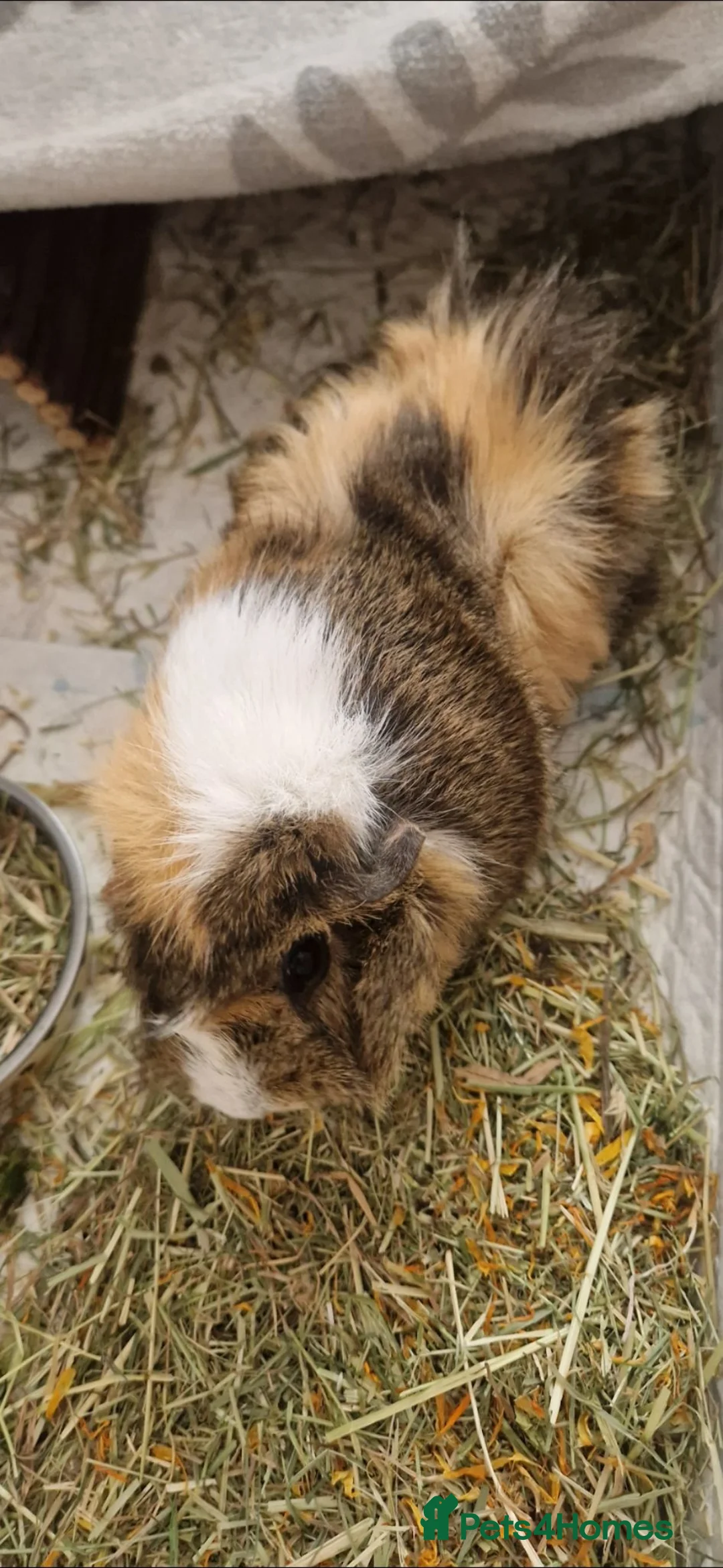 Guinea Pig rodents for sale: Desperate in need of new forever home  in Sunderland - Advert 2