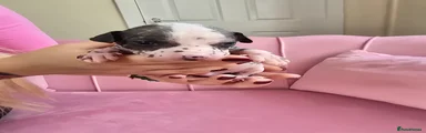 Arlo