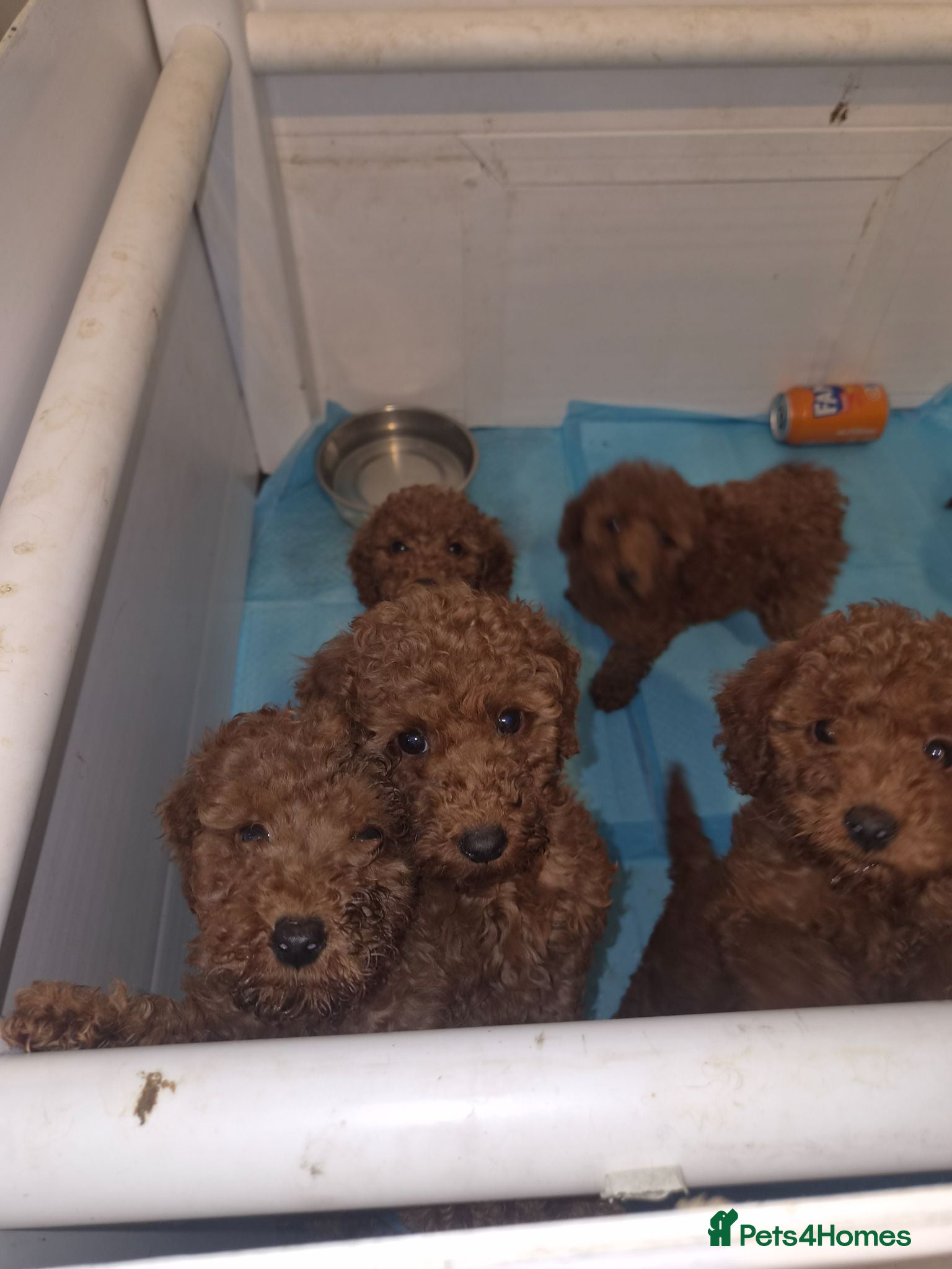 Miniature Poodle dogs Miniature Poodle  - Advert 6