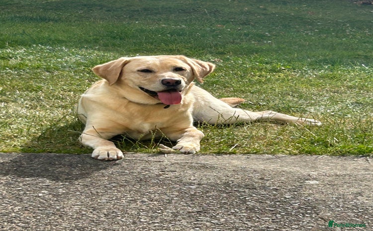 Labrador Retriever dogs - Advert 6