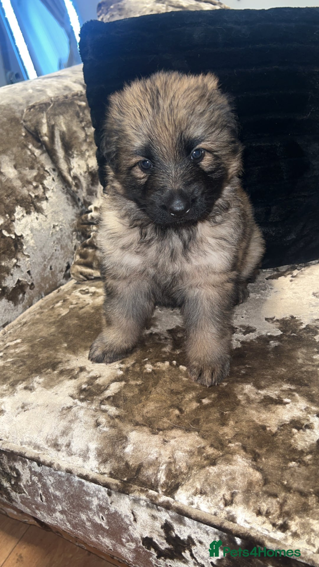 German Shepherd dogs for sale: MALE GERMAN SHEPARD LONG HAIRED  - Advert 5