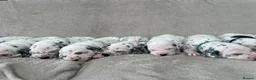 Dalmatian dogs for sale: Beautiful litter of Dalmatian puppies  - Advert 13