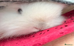 Lionhead rabbits for sale: Teddy Double & Single Lionhead Price starts at £35 - Image 13