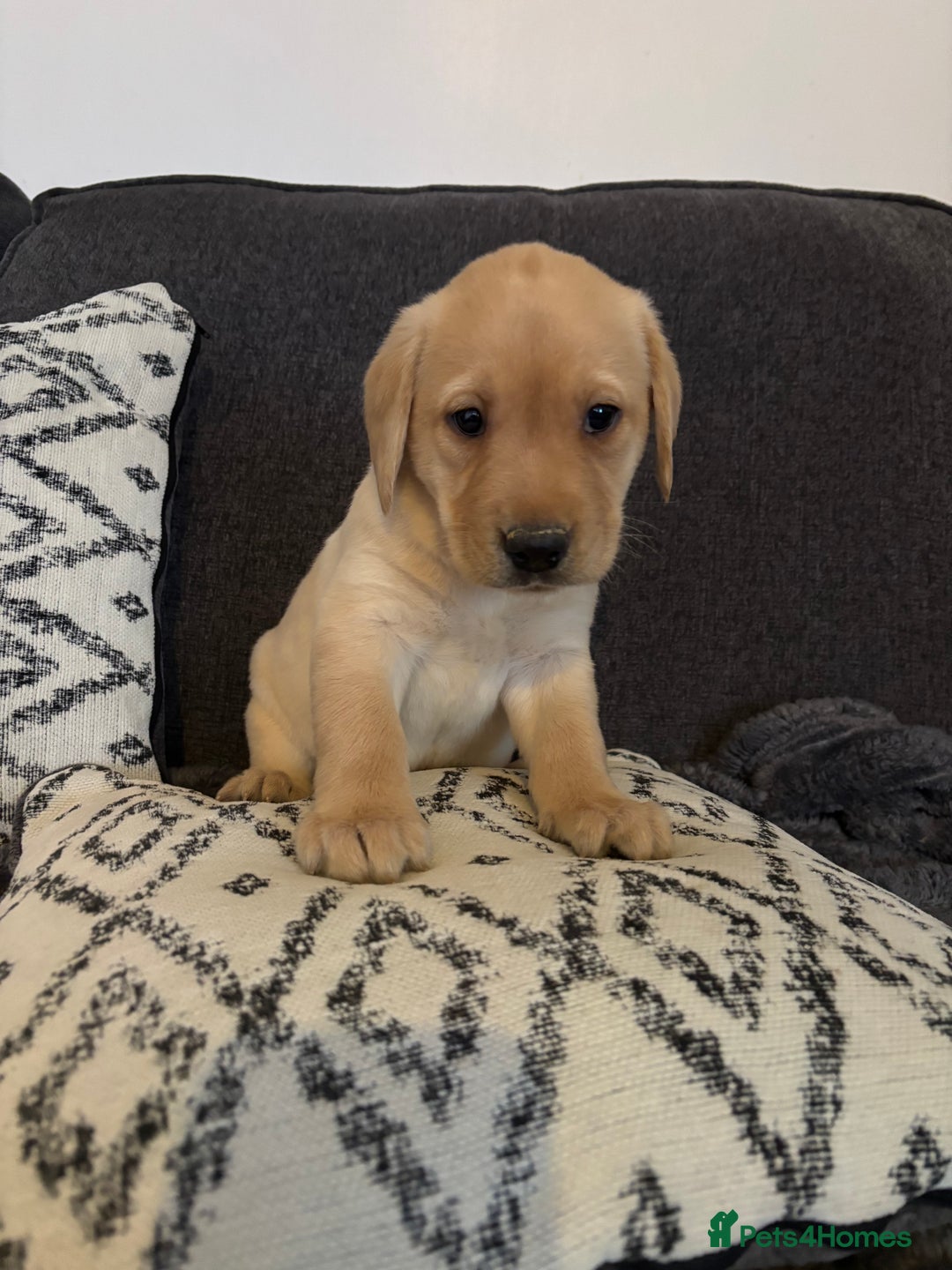 Labrador Retriever dogs for sale: KC registered Labrador retriever pups - Advert 13