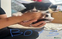 Mixed Breed cats for sale: 7 Beautiful black and white kittens  - Image 6