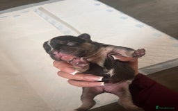 French Bulldog dogs for sale: 🐶🥰FRENCHIE PUPS FOR SALE😍🐶 - Image 9