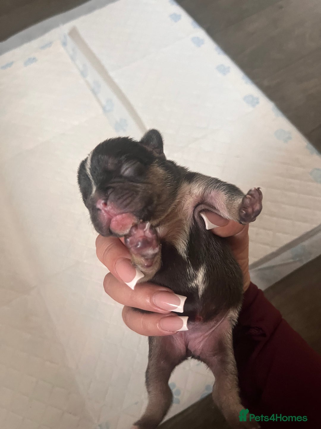 French Bulldog dogs for sale: 🐶🥰FRENCHIE PUPS FOR SALE😍🐶 - Image 9