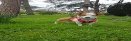 Mixed Breed dogs for adoption: CRETA - FOR ADOPTION - ACTIVE HOME ESSENTIAL  - Advert 14