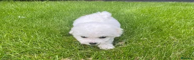 Bichon Frise 2