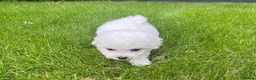 Bichon Frise dogs for sale: Charming Litter of Bichon Frise Puppies in Coventry - Advert 4