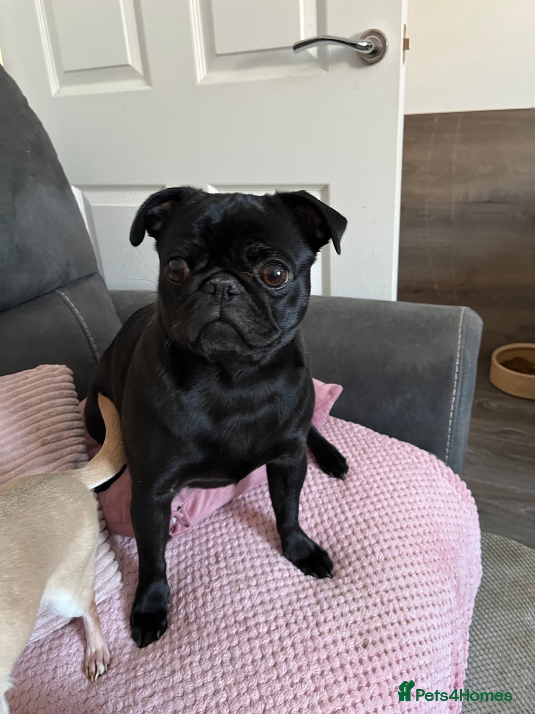 Pug dogs for sale: Beautiful Black Pug Girl looking for forever home  - Advert 6