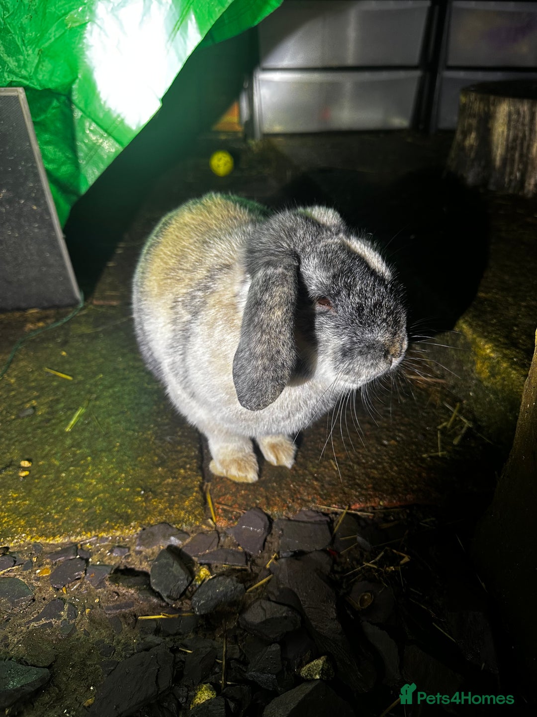 Mixed Breed rabbits for sale: Sonny - rabbit  - Advert 3