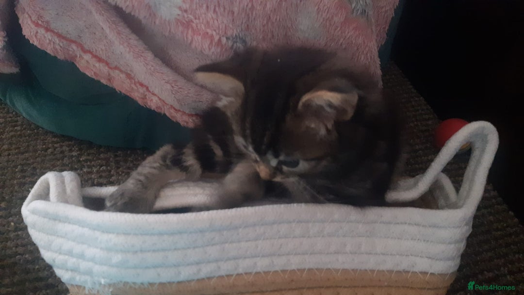 Mixed Breed cats for sale: Mollie and blackie  - Image 5