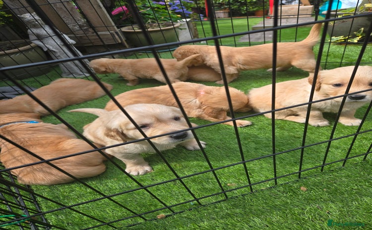 Golden Retriever dogs - Advert 2