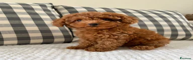 Cockapoo 1