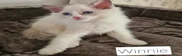 Ragdoll cats for sale: Gorgeous pure bread ragdoll kittens - Advert 15