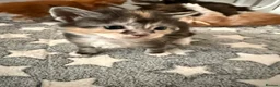 Maine Coon cats for sale: XL Red & White &  black smoke Maine Coon kittens  - Advert 20