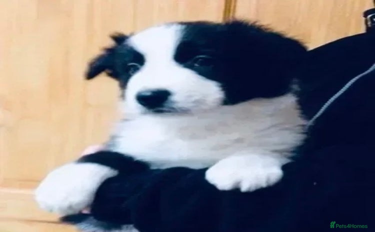 Border Collie dogs - Advert 1