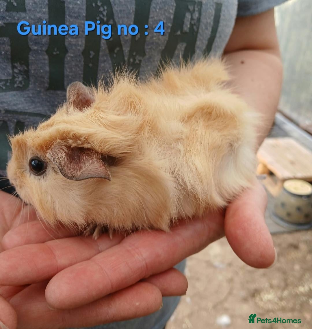 Guinea Pig rodents Cute 7 week old male guinea pigs - ginnywiggles - Advert 22