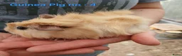 Guinea Pig rodents for sale: Cute 6 week old male guinea pigs - ginnywiggles - Advert 8