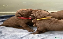 Labrador Retriever dogs for sale: KC SILVER/CHOCOLATE PEDIGREE LABRADOR PUPIES - Image 12