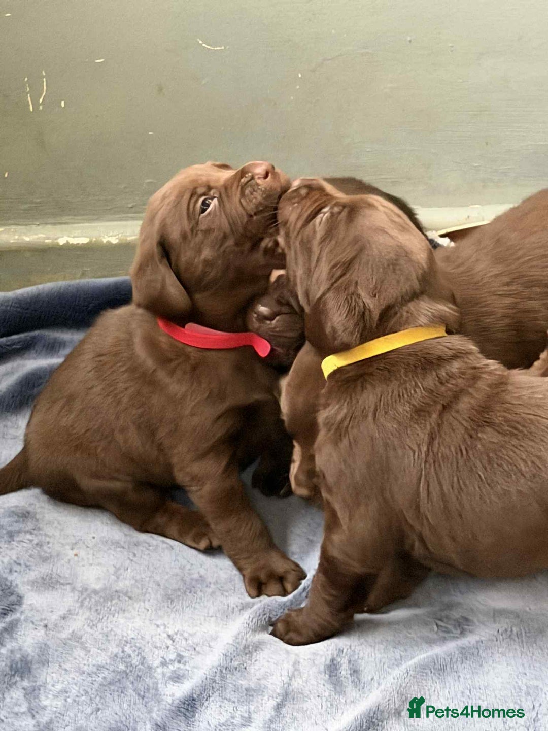 Labrador Retriever dogs for sale: KC SILVER/CHOCOLATE PEDIGREE LABRADOR PUPIES - Image 12