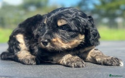 Bernedoodle dogs for sale: F1B STANDARD  BERNADOODLE LAST FEW - Image 10
