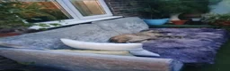 Whippet dogs for sale: K C registered whippet puppies  - Advert 4