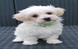 Maltese dogs for sale: Maltese Puppy KC Registred 9 weeks old London EN5 - Image 6