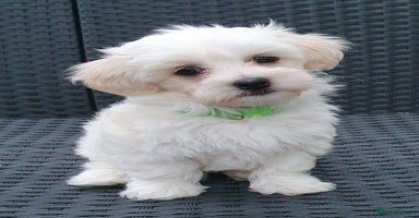 Maltese dogs - Advert 3