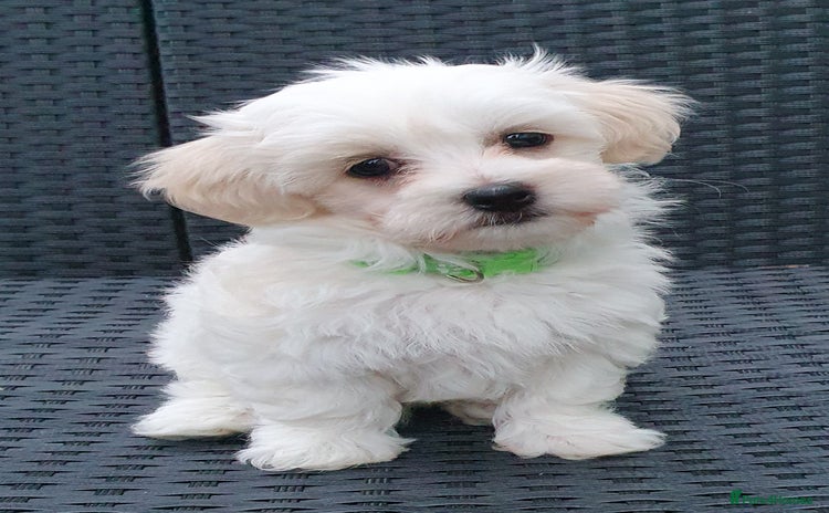 Maltese dogs - Advert 2