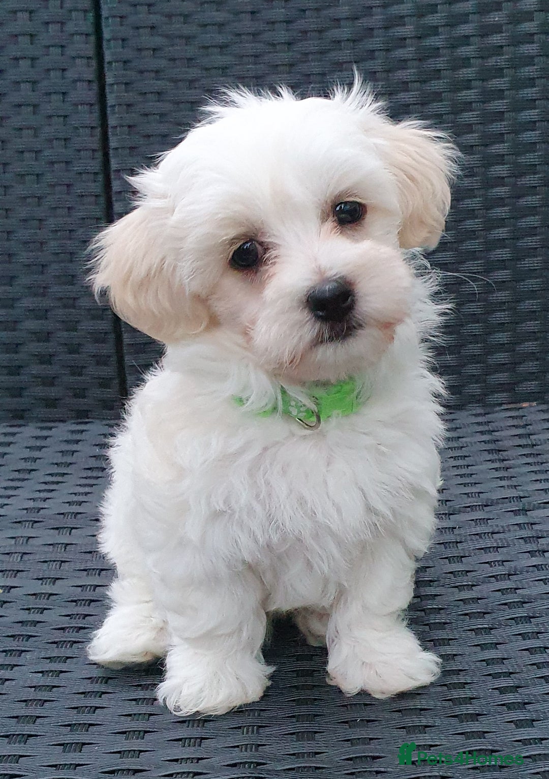 Maltese dogs for sale: Maltese Puppy KC Registred 9 weeks old London EN5 - Image 6