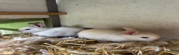 Netherland Dwarf rabbits for sale: Mini Netherlands dwarf  - Advert 7