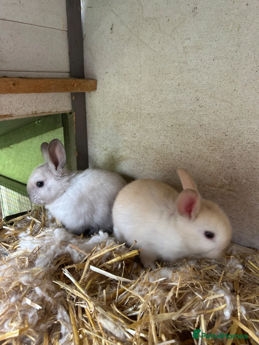 Netherland Dwarf rabbits for sale: Mini Netherlands dwarf  - Advert 7