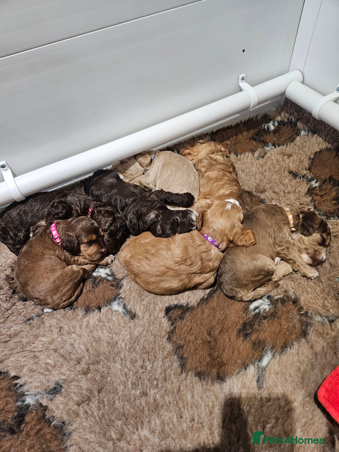 Cockapoo dogs for sale: F3b Cockapoo Puppies – DNA health tested - Advert 1