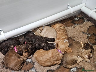 Cockapoo dogs F3b Cockapoo Puppies – DNA health tested - Advert 1