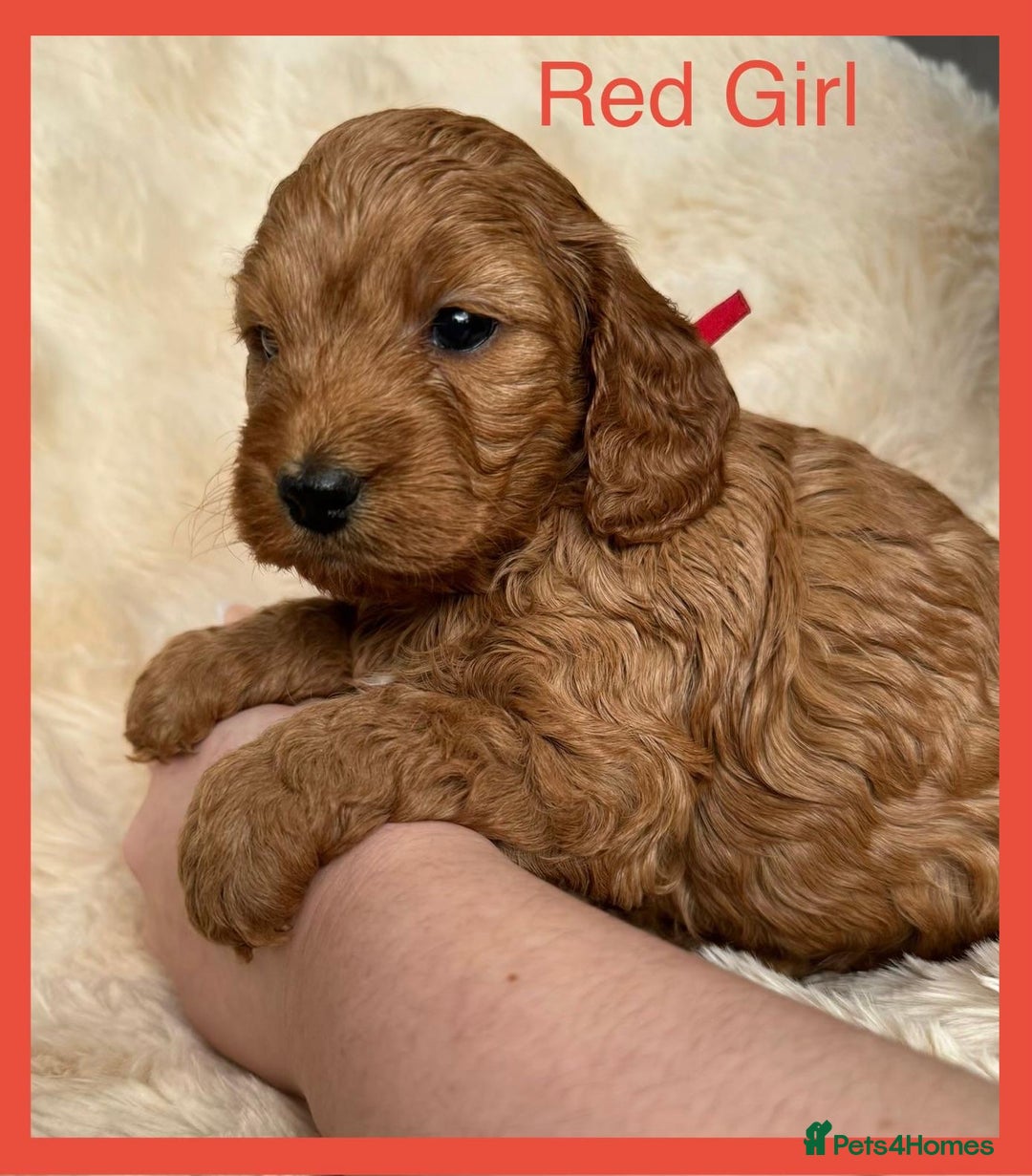Cockapoo dogs for sale: Stunning F1 Cockerpoo Puppies  - Advert 5
