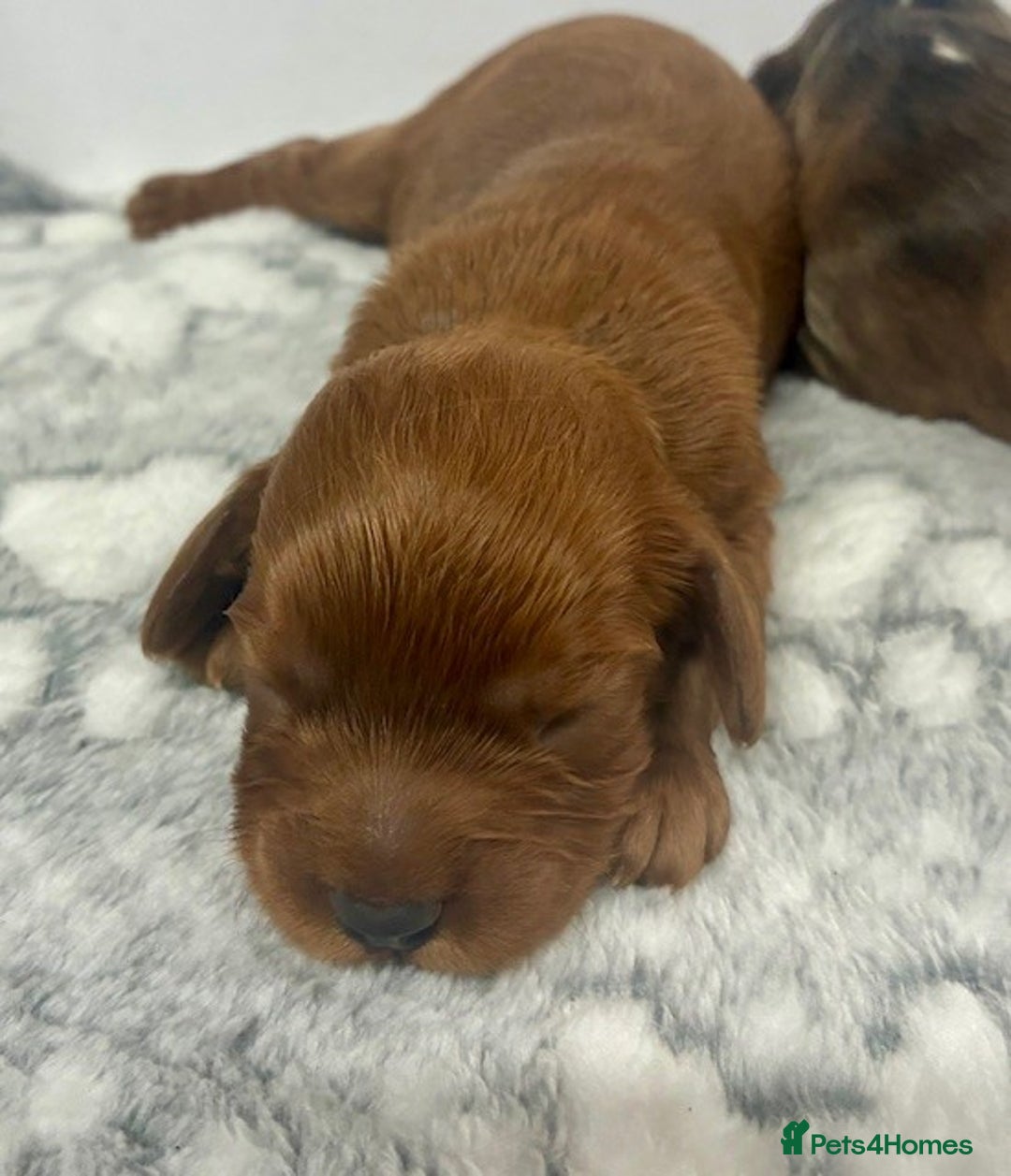 Cavapoo dogs for sale: 🌟 Outstanding Cavapoo puppies 🌟 - Advert 10