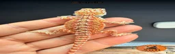 Bearded Dragon reptiles for sale: Stunning baby bearded dragons ready to go!  - Advert 18