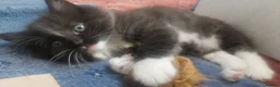 Mixed Breed cats for sale: Long‑Haired beautiful Ragdoll Cross Kittens - Advert 13