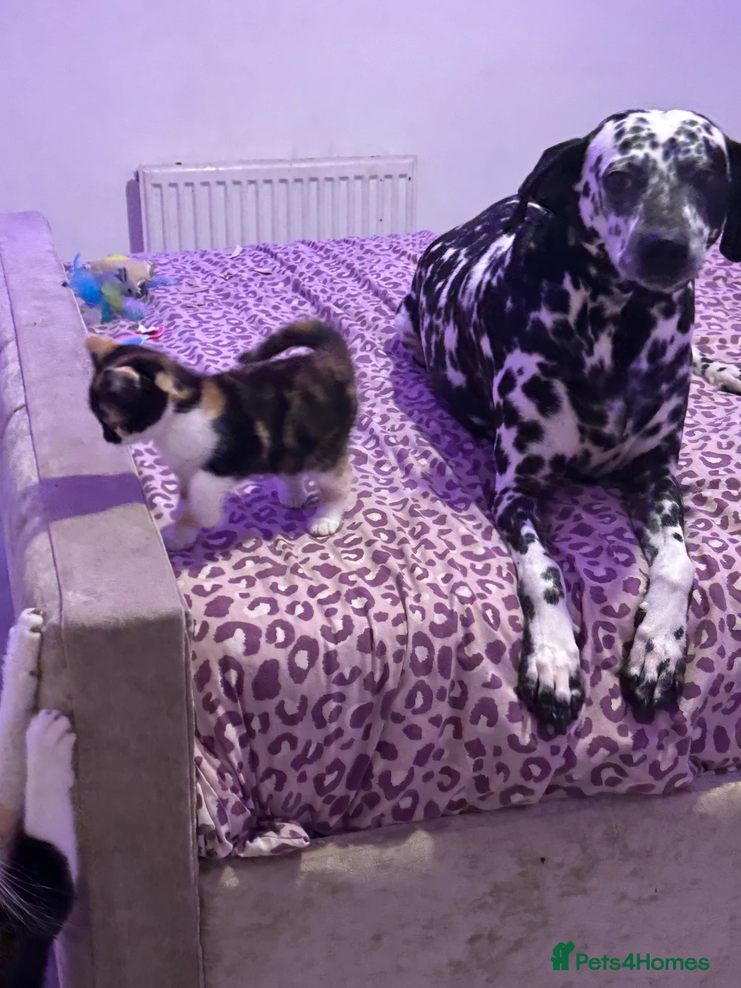 British Shorthair cats for sale: Calico kittens  - Advert 9