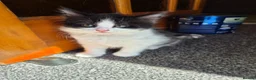 Mixed Breed cats for sale: Kittens in Elgin - Advert 8